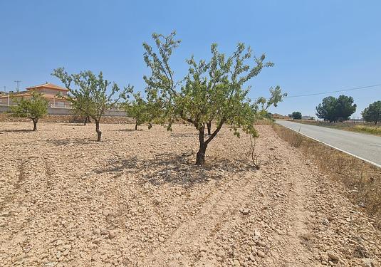 Land in Jumilla