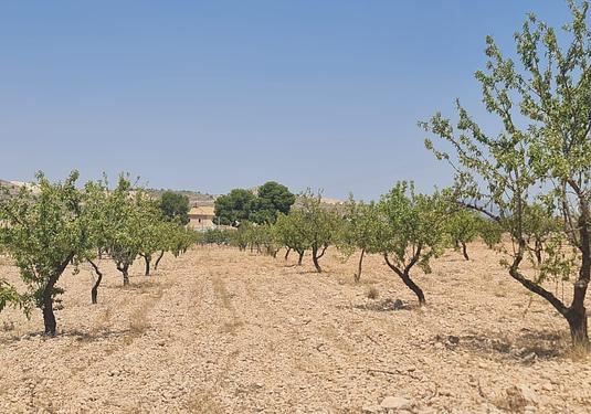 Land in Jumilla