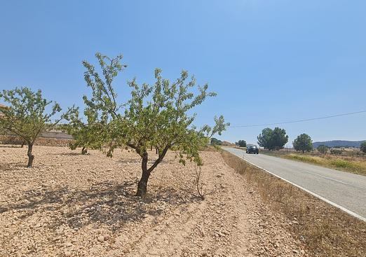 Land in Jumilla
