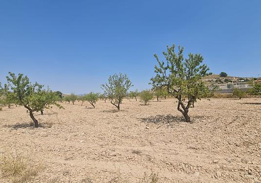 Land in Jumilla