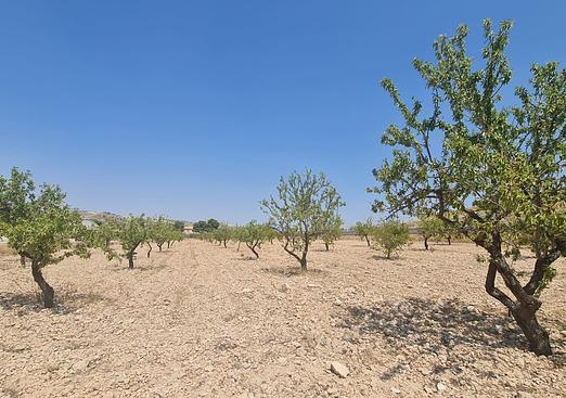 Land in Jumilla