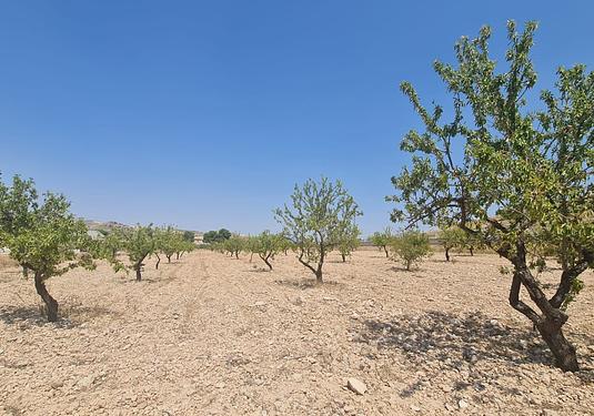 Land in Jumilla