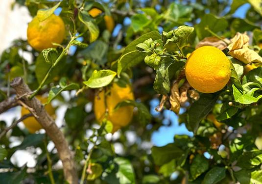 Villa in Orihuela Costa