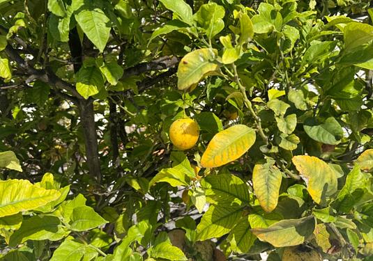 Property in Torrevieja