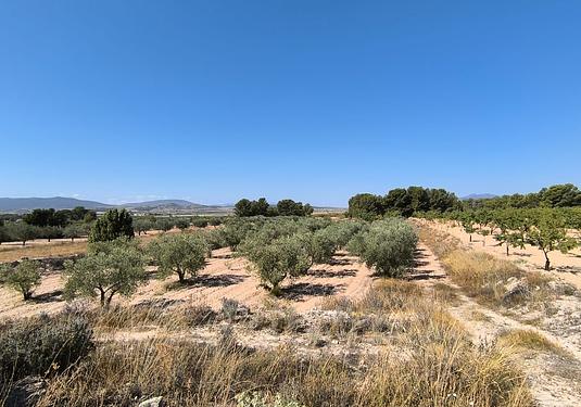 Land in Monóvar/Monóver