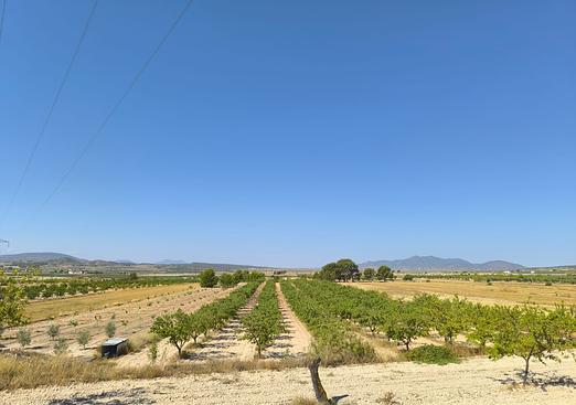 Land in Monóvar/Monóver