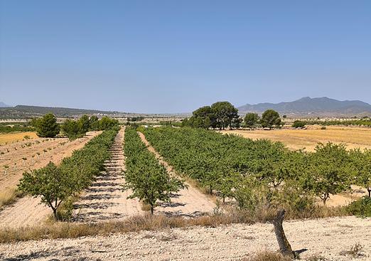 Land in Monóvar/Monóver