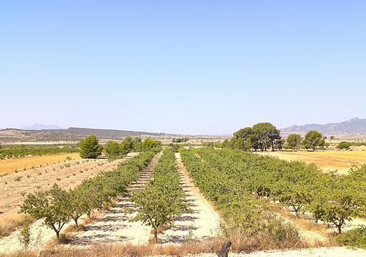 Land in Monóvar/Monóver