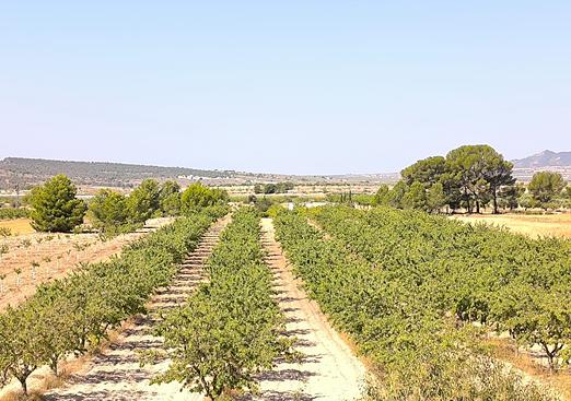 Land in Monóvar/Monóver