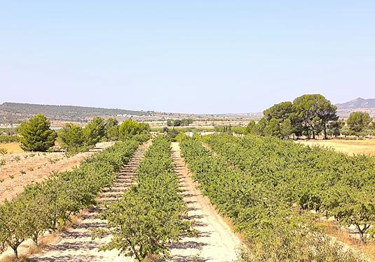 Land in Monóvar/Monóver