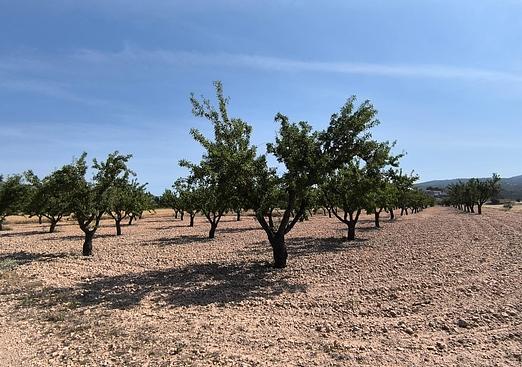Land in Monóvar/Monóver