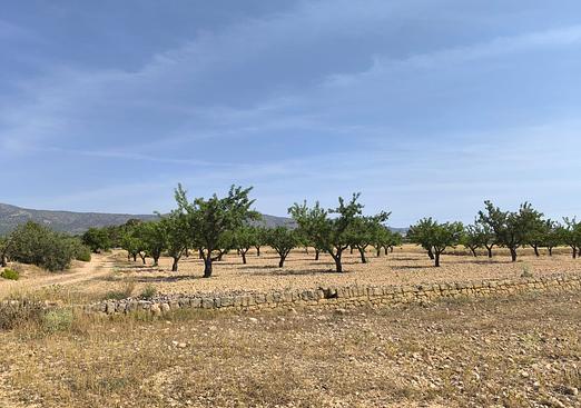 Land in Monóvar/Monóver