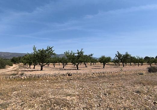 Land in Monóvar/Monóver