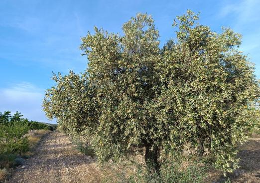 Country house in Yecla