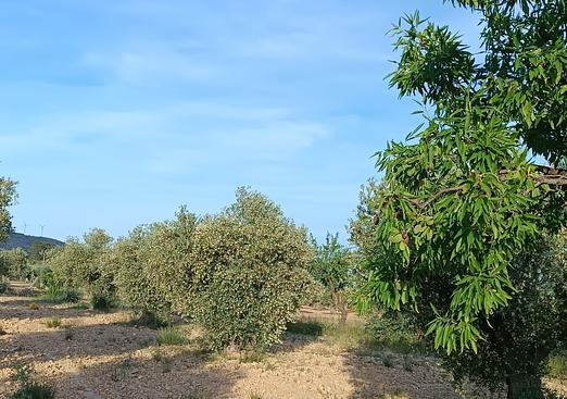 Country house in Yecla