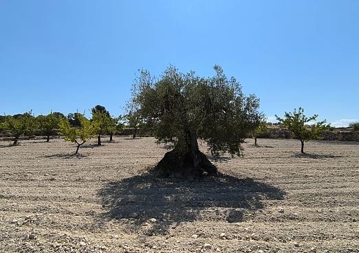 Land in Monóvar/Monóver