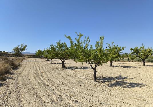 Land in Monóvar/Monóver