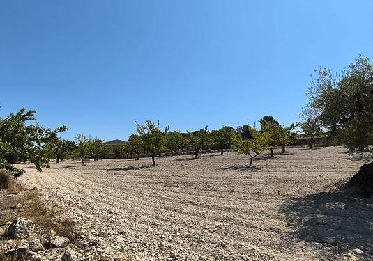 Land in Monóvar/Monóver