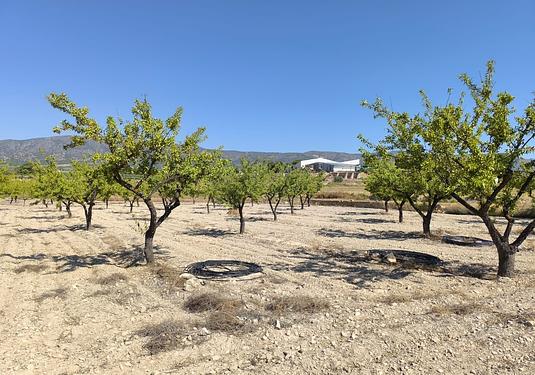 Land in Monóvar/Monóver