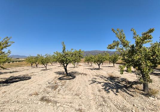 Land in Monóvar/Monóver