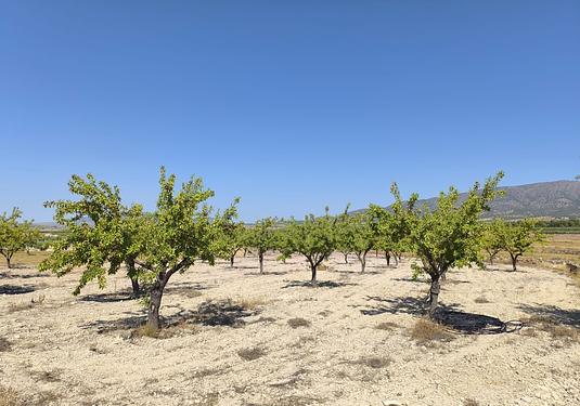 Land in Monóvar/Monóver