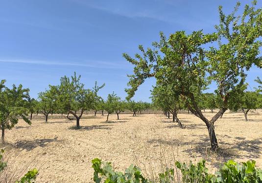 Land in Monóvar/Monóver