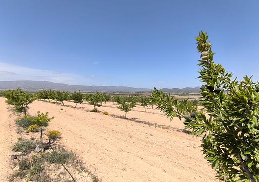 Land in Monóvar/Monóver