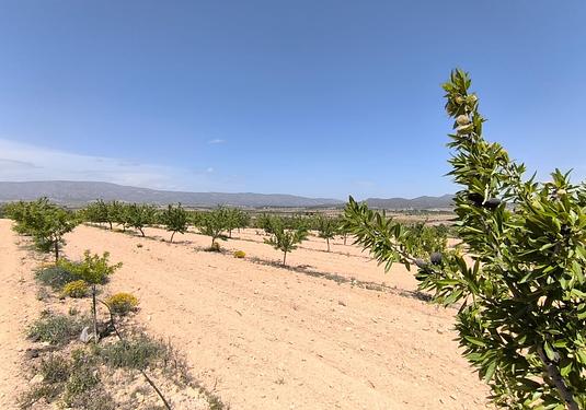 Land in Monóvar/Monóver