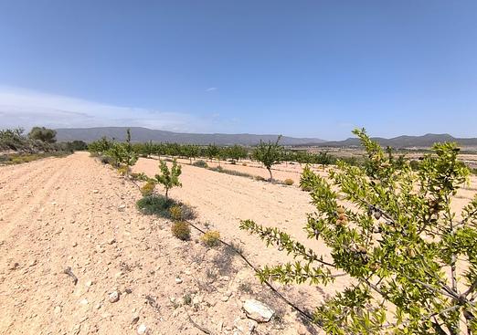 Land in Monóvar/Monóver