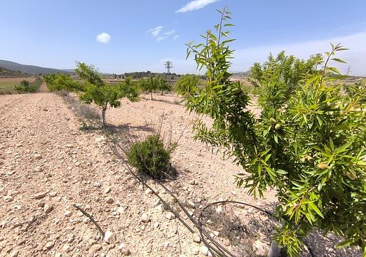 Land in Monóvar/Monóver