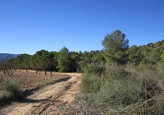 Land in Yecla