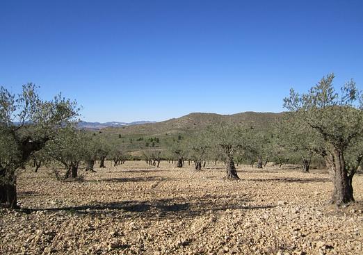 Land in Villena