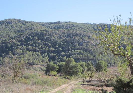 Land in Villena