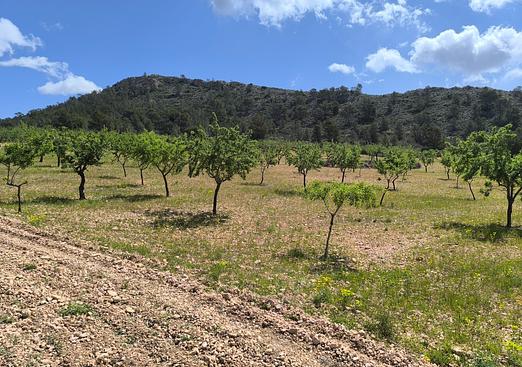 Land in Orihuela