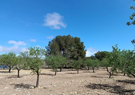 Country house in Yecla