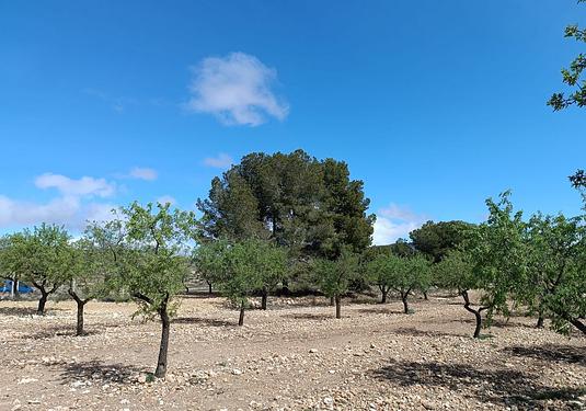Country house in Yecla