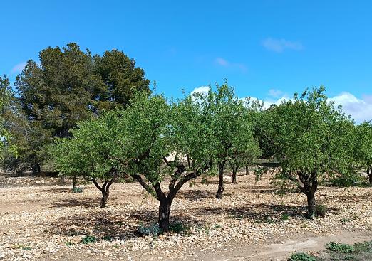 Country house in Yecla