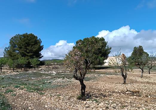 Country house in Yecla