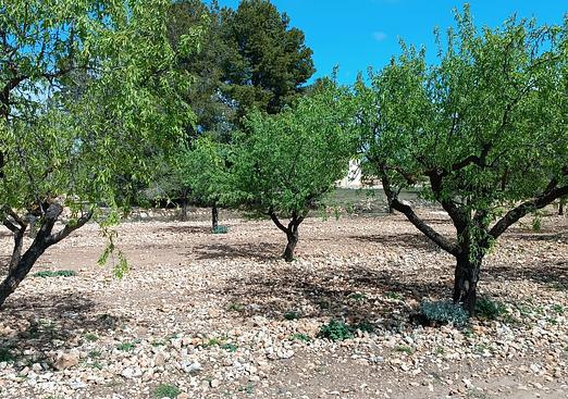Country house in Yecla