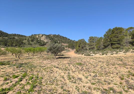 Land in Yecla