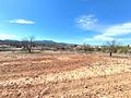 Land in Jumilla