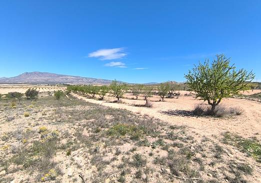 Land in Jumilla
