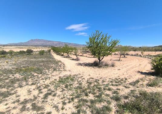 Land in Jumilla