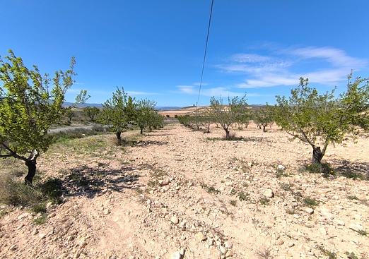 Land in Jumilla