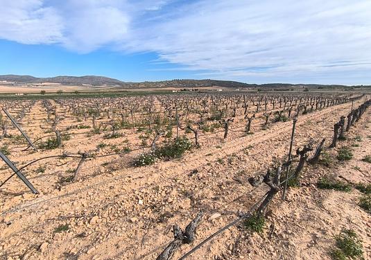 Country house in Yecla