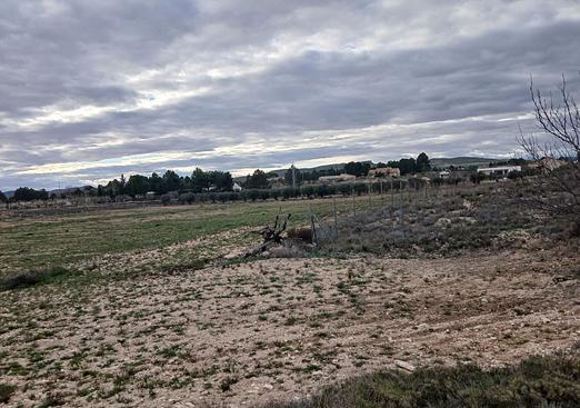 Land in Yecla