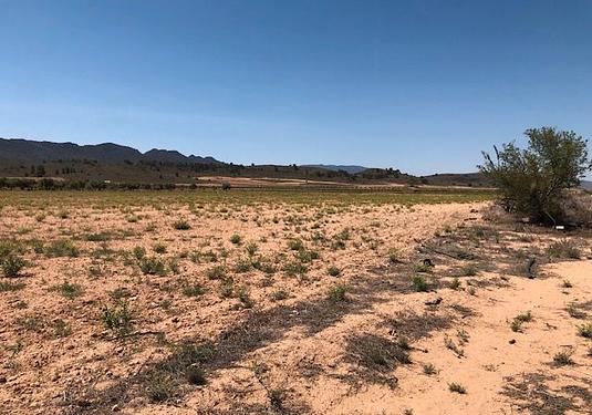 Land in Yecla
