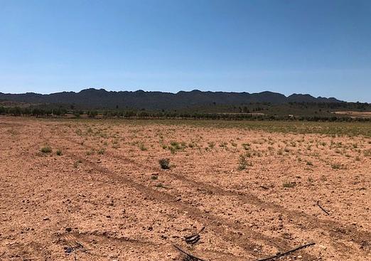Land in Yecla