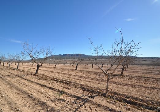 Land in Monóvar/Monóver