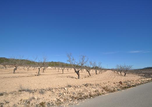 Land in Monóvar/Monóver